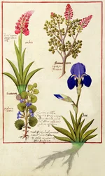 Fila superiore: Orchidea e Fumaria o Cuore Sanguinante. Fila inferiore: Edera e Iris, illustrazione da 